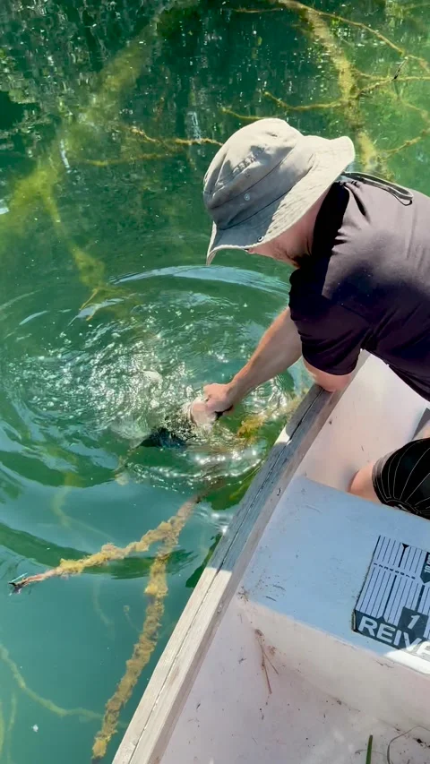 Largemouth Bass Baiting Master Level, Delegyhaza, Hungary - 21 Jun 2025 Stock Footage 314077116