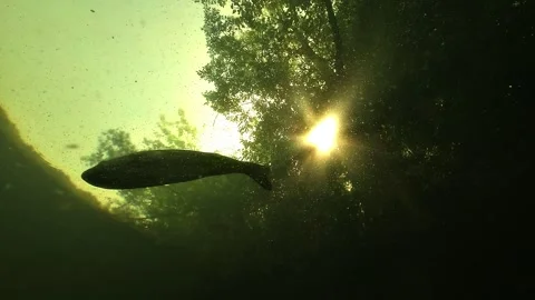 Largemouth bass beneath surface with sun and forest Stock Footage 333515846