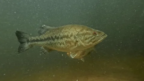Largemouth bass facing camera during spawn, female in background Stock Footage 320198282