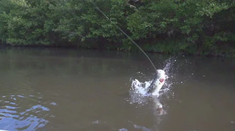 Bass Fishing Stock Video Footage