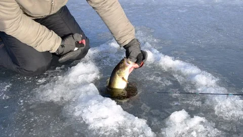 Largemouth bass ice catch Stock Footage 255294995