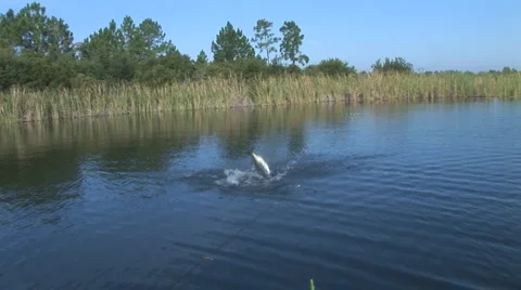 Largemouth Bass Jumping Vídeos de archivo 1038148