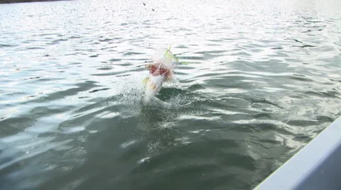 Largemouth Bass Jumping Stock Footage 1044174