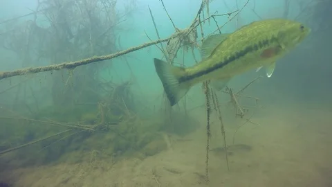 Largemouth bass pair approach camera Stock Footage 79156524