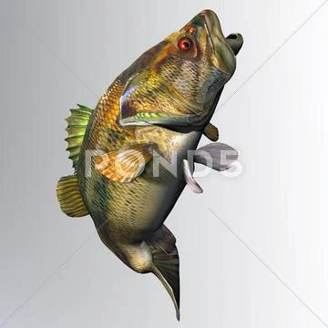 Largemouth bass strike Stock Illustrationen