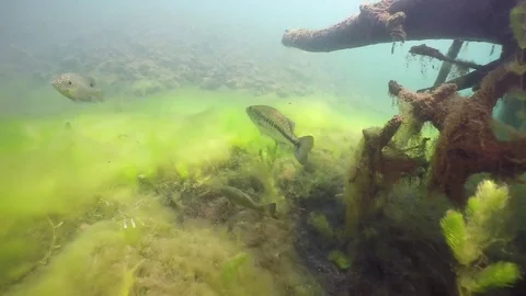 Largemouth bass swims over algae Stock Footage 79156223