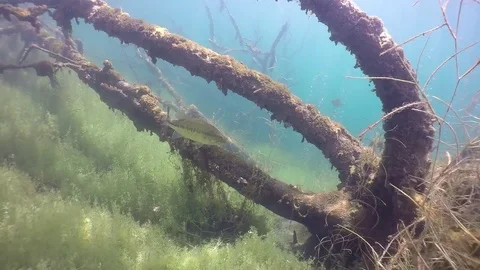 Largemouth bass swims through fallen tree trunks Stock Footage 79077363