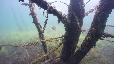 Largemouth bass swims through tree branches Stock Footage 79077482