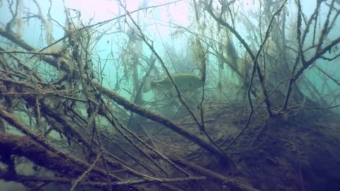 Largemouth bass in thick branches Stock Footage 79156594