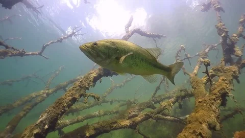 Largemouth bass in tree branches crystal clear water Stock Footage 79077658