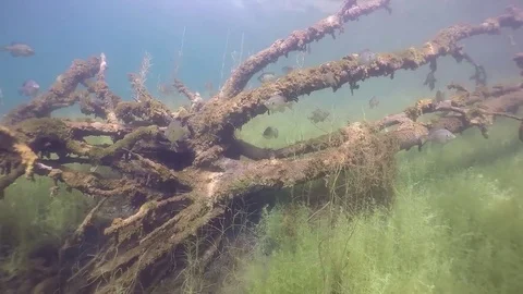 Largemouth bass under fallen tree clear water Stock Footage 79017123
