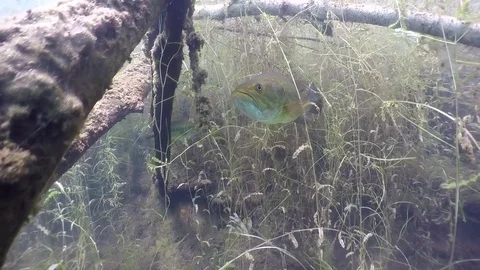 Largemouth bass under fallen trees in tall weeds Stock Footage 79156323