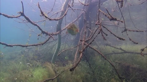 Largemouth Bass Under Tree Stock Footage 91579752