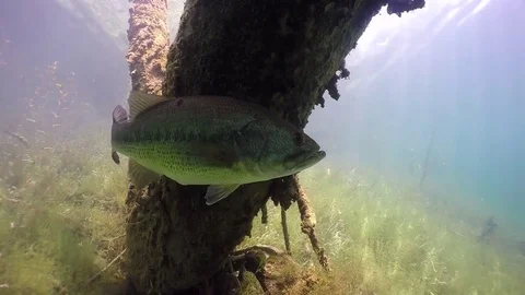 Largemouth bass under tree trunk Stock Footage 79077699