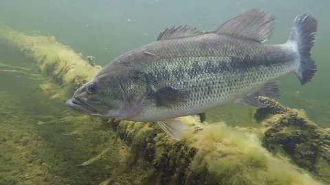 Largemouth Bass Underwater, Stock Video