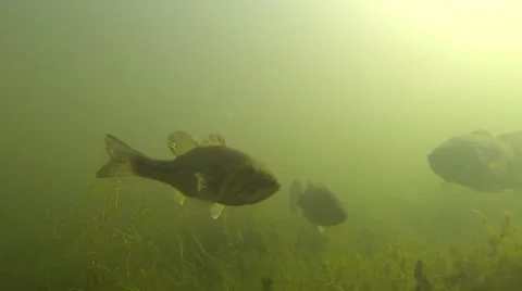 310+ Largemouth Bass Stock Videos and Royalty-Free Footage