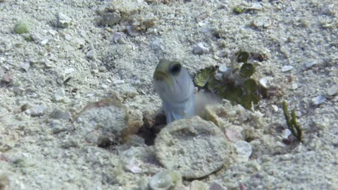 Largemouth fish peeks out of its burrow of sandy bottom underwater close-up. Stock Footage 234989967