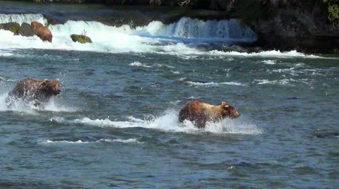 Larger Brown Bear Chases Smaller One Downstream Near Third Bear - Real Speed Stock Footage 51145805
