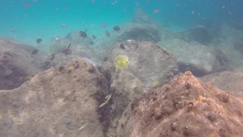 Larger Fish below camera Stock Footage 135545416