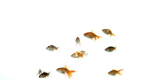 Larger group of goldfish on white background 4k Stock-Footage 48940539