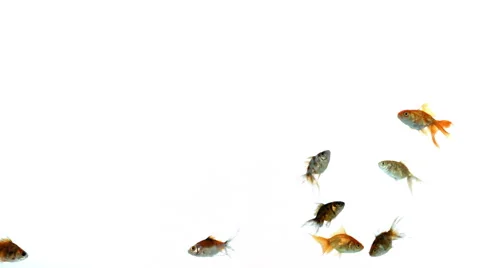 A larger group of goldfish on white background 4k Video stock 48940545