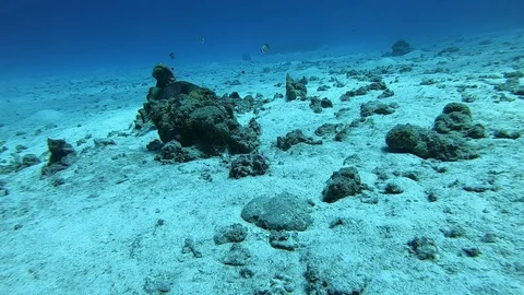 A larger trigger fish protecting her next during mating season in Okinawa Stock Footage 122946890