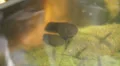 Larges Tadpoles In Pond 2 HD Footage
