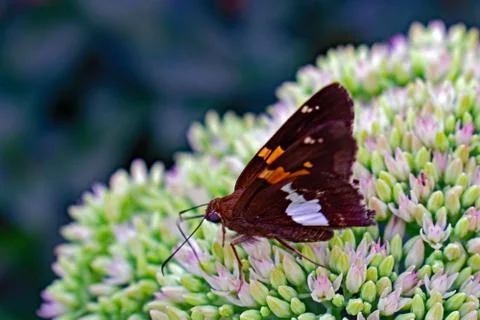 LargeSkipper Stock Photos