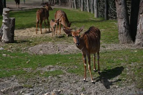 The largest Antelope Great kudu native to Africa Foto stock