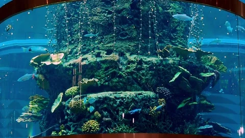 The largest aquarium in Europe. Stock Footage 166945641