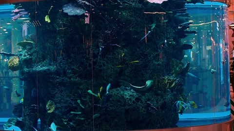 The largest aquarium in Europe. Stock Footage 166945657