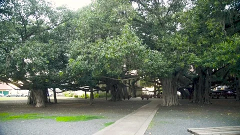 Largest Banyan Trees Stock Footage 241887905