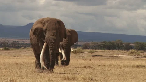 The largest elephant in the wild walking towards camera Stock Footage 45860782
