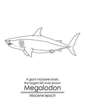 The largest fish ever known Megalodon Stock Illustration