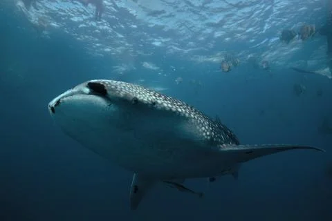 The Largest Fish in the Sea Stock Photos