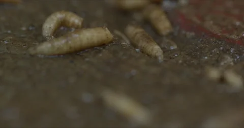 The largest frame of the hidden life of small worms in the dark places of nature Vídeo Stock 145445128