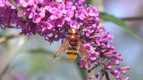 Largest hoverfly Hornet Mimic Hoverfly, Volucella zonaria on Buddleja flower Stock Footage 159362535