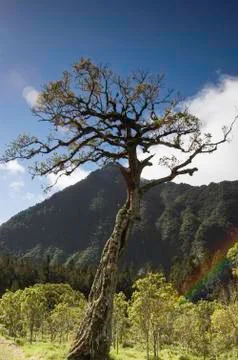 The largest isolated tree  and the rainbow Stock Photos