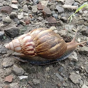 The largest land snail, with a shell that often grows to 18 to 20 cm Stock Photos