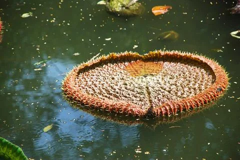 Largest Lilly leaf in botanical garden Howrah, Kolkata, West Bengal, India Foto stock