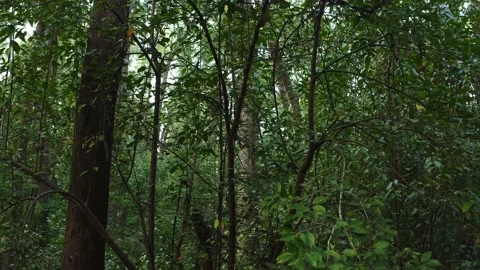 The largest mangrove forests inside Stock Footage 133160689