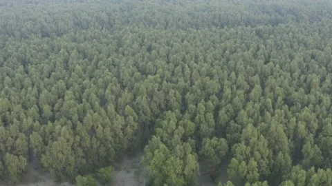 The largest mangrove forests in the World Stock Footage 133160543