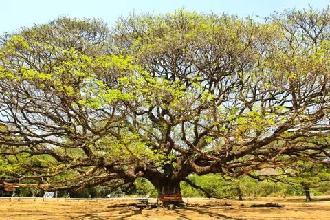 Largest Monkey Pod Tree in Kanchanaburi, Thailand Stock Photos