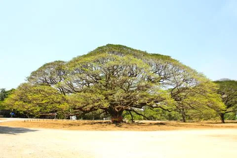 Largest Monkey Pod Tree in Kanchanaburi, Thailand Stock Photos