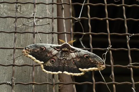 The largest moth in the Czech Republic. Foto stock
