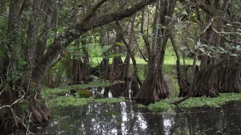 Largest remaining tract of ancient bald cypress in the world in the Everglades 库存影片 241966588