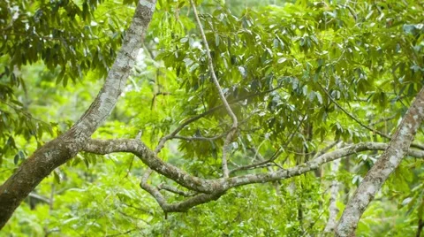 Largest spider nephila in its web. large female and tiny male 库存影片 41847473