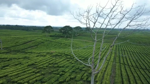 The largest tea garden in north sumatra drone view Stock Footage 213921872