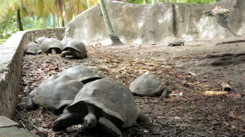 Largest tortoises in the world Видео 39706397