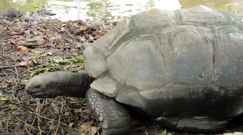 Largest tortoises in the world Stock Footage 39706429